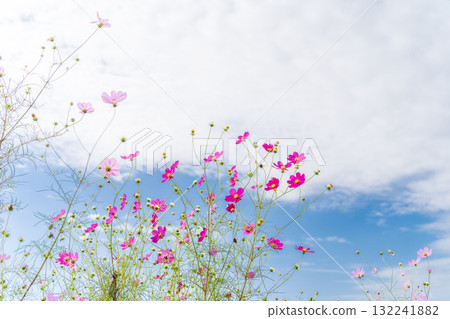 A scene of cosmos shining against the autumn sky 132241882