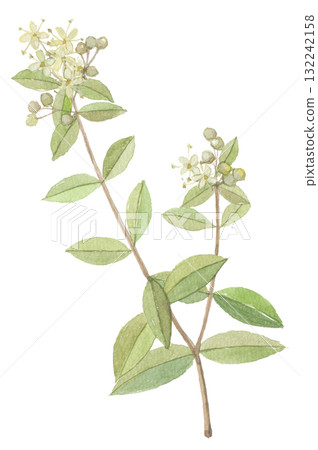 指甲花水彩畫指甲花 132242158