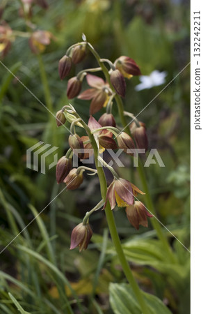 Ebene Ebene 132242211