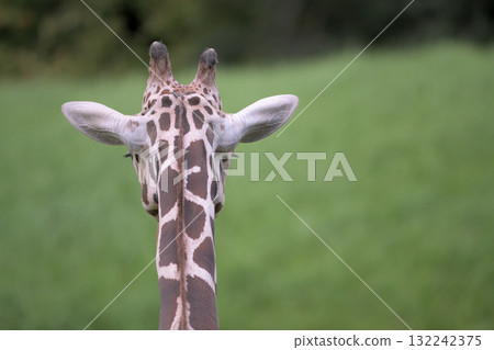 長頸鹿脖子上的圖案不對稱 132242375