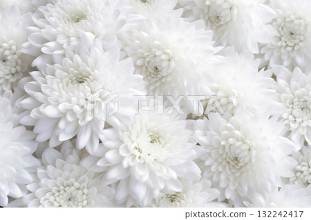 White Chrysanthemum Flower Bed White Chrysanthemum Flower Bed 132242417
