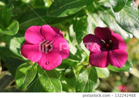 Madagascar periwinkle with its chic flower color after the rain 132242488