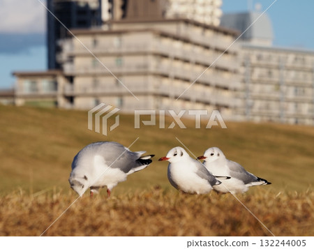 在川口市荒川附近過冬的紅頭鷗 132244005