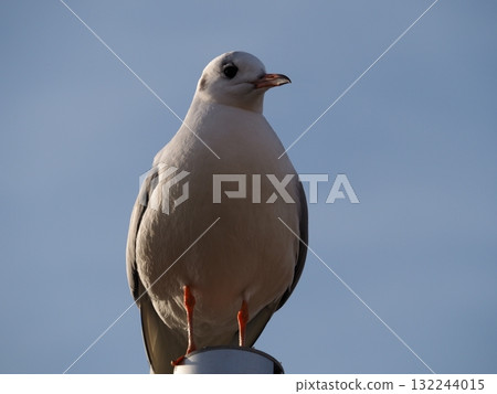 一隻黑頭鷗在冬日晴朗的藍天背景下休息 一隻黑頭鷗在冬日晴朗的藍天背景下休息 132244015