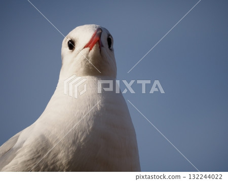 一隻黑頭鷗在冬日晴朗的藍天背景下休息 132244022