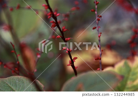 Crimson-colored water lily flowers Crimson-colored water lily flowers 132244985