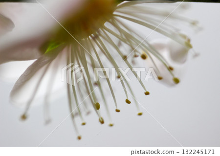 Close up of white plum Close up of white plum 132245171