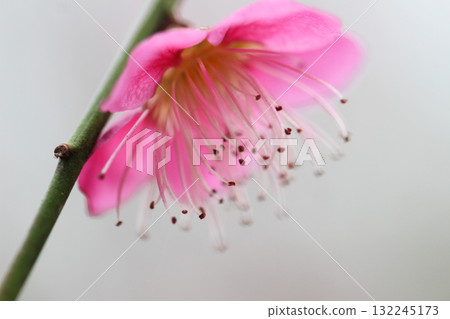 Plum blossoms telling the spring 132245173