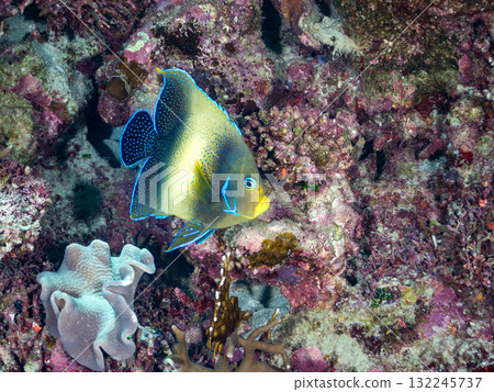 大型藍色神仙魚及其他魚類。美麗的珊瑚礁和熱帶魚群。沖繩縣島尻郡慶良間諸島座間味島阿室島2025 132245737