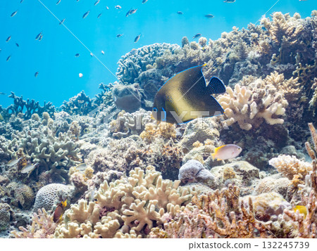 A large blue angelfish and other fish. Beautiful coral reefs and schools of tropical fish. Okinawa Prefecture, Shimajiri District, Kerama Islands, Zamami Island, Amuro Island 2025 132245739