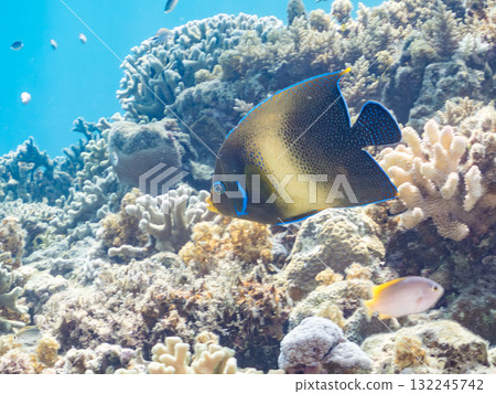 大型藍色神仙魚及其他魚類。美麗的珊瑚礁和熱帶魚群。沖繩縣島尻郡慶良間諸島座間味島阿室島2025 132245742