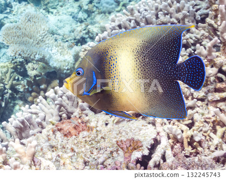 大型藍色神仙魚及其他魚類。美麗的珊瑚礁和熱帶魚群。沖繩縣島尻郡慶良間諸島座間味島阿室島2025 132245743