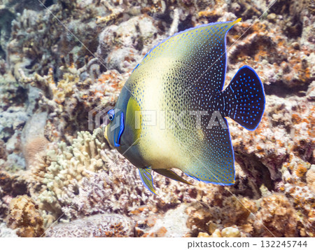 A large blue angelfish and other fish. Beautiful coral reefs and schools of tropical fish. Okinawa Prefecture, Shimajiri District, Kerama Islands, Zamami Island, Amuro Island 2025 A large blue angelfish and other fish. Beautiful coral reefs and schools of tropical fish. Okinawa Prefecture, Shimajiri District, Kerama Islands, Zamami Island, Amuro Island 2025 132245744