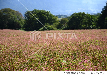 紅蕎麥麵沒佐藤 132245752