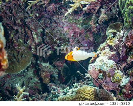 神秘的黃斑鸚嘴魚幼魚和其他魚類。美麗的珊瑚礁和熱帶魚群。沖繩縣島尻郡慶良間諸島座間味島和阿室島 132245810