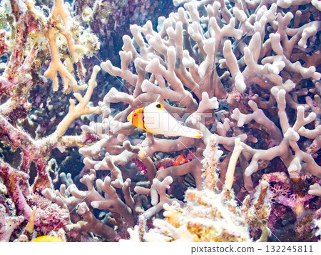 神秘的黃斑鸚嘴魚幼魚和其他魚類。美麗的珊瑚礁和熱帶魚群。沖繩縣島尻郡慶良間諸島座間味島和阿室島 132245811