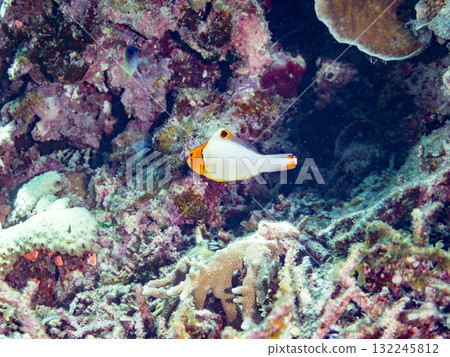 神秘的黃斑鸚嘴魚幼魚和其他魚類。美麗的珊瑚礁和熱帶魚群。沖繩縣島尻郡慶良間諸島座間味島和阿室島 132245812