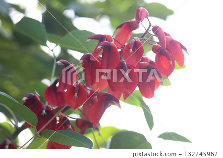 American deigo swaying in the wind 132245962