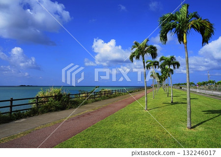 Palm trees shining against the blue sky - Okinawa main island, 379 Palm Tree Road, October Palm trees shining against the blue sky - Okinawa main island, 379 Palm Tree Road, October 132246017