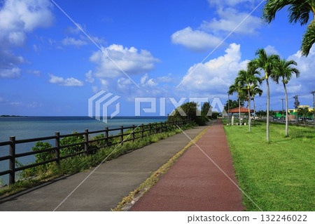 Palm trees shining against the blue sky - Okinawa main island, 384 Palm Tree Road, October 132246022