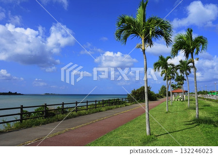 Palm trees shining against the blue sky - Okinawa Main Island, 385 Palm Tree Road, October 132246023
