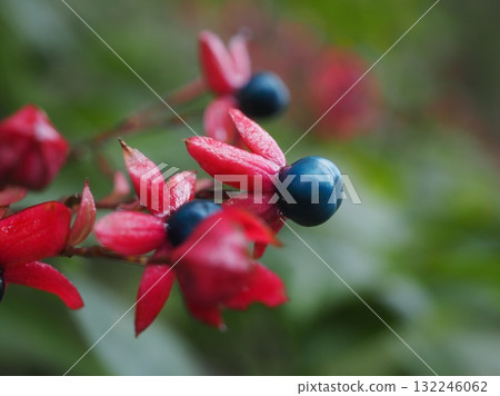 Clerodendron japonica (20251015094217) Clerodendron japonica (20251015094217) 132246062
