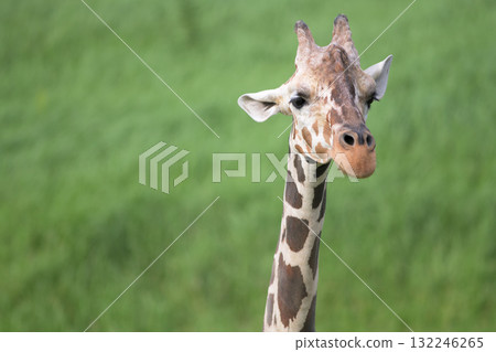 Giraffes often walk when not eating grass. 132246265
