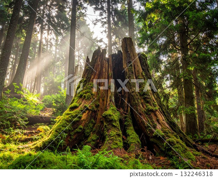 Large stump in the forest 5 Large stump in the forest 5 132246318