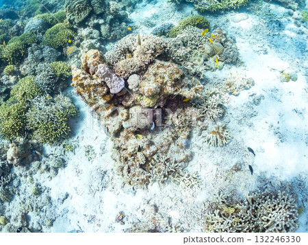A large ringed octopus hiding in the coral. Beautiful coral reefs and schools of tropical fish. Zamami Island and Amuro Island, Kerama Islands, Shimajiri District, Okinawa Prefecture 132246330