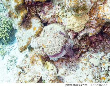 A large ringed octopus hiding in the coral. Beautiful coral reefs and schools of tropical fish. Zamami Island and Amuro Island, Kerama Islands, Shimajiri District, Okinawa Prefecture 132246333