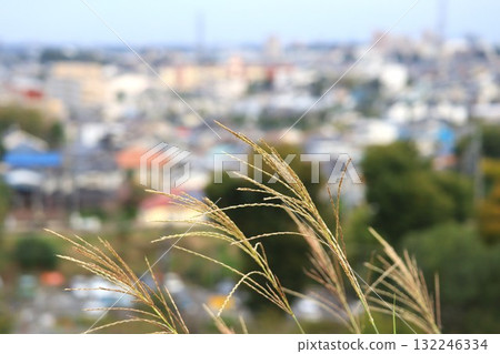 Cityscape and silver grass scenery Cityscape and silver grass scenery 132246334