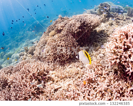 假幽靈蝴蝶魚和其他魚類。美麗的珊瑚礁和熱帶魚群。沖繩縣島尻郡慶良間諸島座間味島和阿室島 132246385