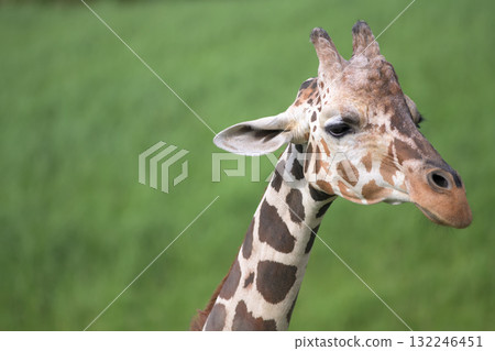 長頸鹿臉，眉毛濃重 132246451