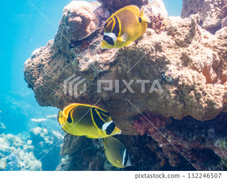 Schools of butterflyfish and other fish. Beautiful coral reefs and schools of tropical fish. Zamami Island, Amuro Island, Kerama Islands, Shimajiri District, Okinawa Prefecture - 2025 132246507
