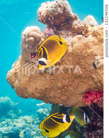 Schools of butterflyfish and other fish. Beautiful coral reefs and schools of tropical fish. Zamami Island, Amuro Island, Kerama Islands, Shimajiri District, Okinawa Prefecture - 2025 Schools of butterflyfish and other fish. Beautiful coral reefs and schools of tropical fish. Zamami Island, Amuro Island, Kerama Islands, Shimajiri District, Okinawa Prefecture - 2025 132246508