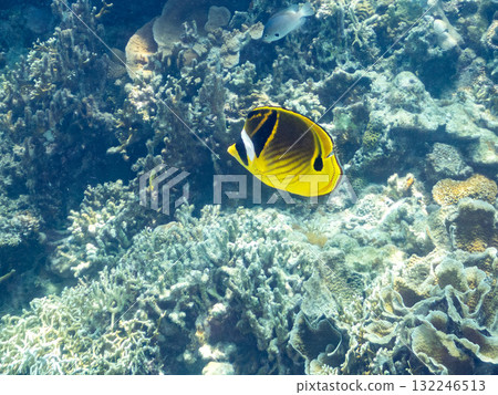 成群的蝴蝶魚和其他魚類。美麗的珊瑚礁和熱帶魚群。沖繩縣島尻郡慶良間諸島阿室島座間味島 - 2025 132246513