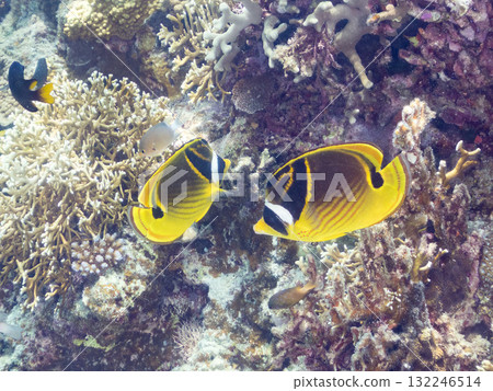 成群的蝴蝶魚和其他魚類。美麗的珊瑚礁和熱帶魚群。沖繩縣島尻郡慶良間諸島阿室島座間味島 - 2025 132246514
