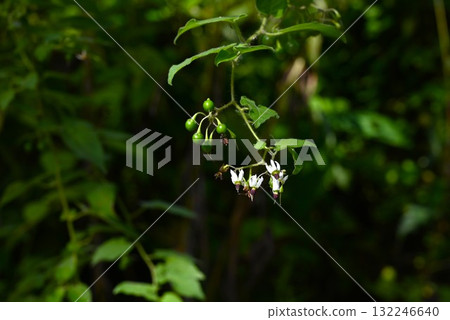 Flowers and fruits of the brown-eared fungus, Uguisu-ueto Flowers and fruits of the brown-eared fungus, Uguisu-ueto 132246640