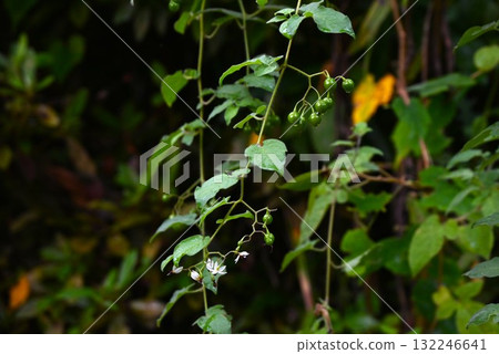 Flowers and fruits of the brown-eared fungus, Uguisu-ueto Flowers and fruits of the brown-eared fungus, Uguisu-ueto 132246641