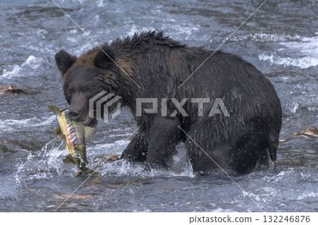 Brown bear caught a wolf Brown bear caught a wolf 132246876