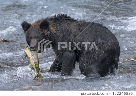 棕熊抓了一隻狼 132246886