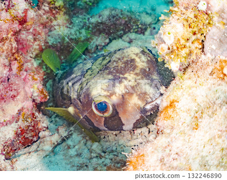 A porcupine fish hiding in the coral. Beautiful coral reefs and schools of tropical fish. Zamami Island and Amuro Island, Kerama Islands, Shimajiri District 132246890