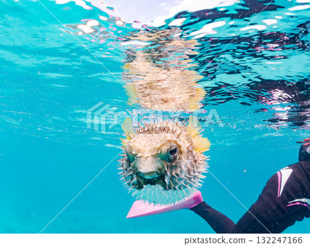 A half-surface shot of an inflating porcupine fish. Beautiful coral reefs and schools of tropical fish. Zamami Island and Amuro Island, Kerama Islands, Shimajiri District 132247166