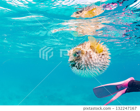 A half-surface shot of an inflating porcupine fish. Beautiful coral reefs and schools of tropical fish. Zamami Island and Amuro Island, Kerama Islands, Shimajiri District A half-surface shot of an inflating porcupine fish. Beautiful coral reefs and schools of tropical fish. Zamami Island and Amuro Island, Kerama Islands, Shimajiri District 132247167