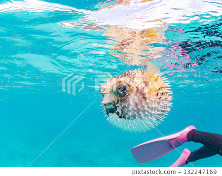 A half-surface shot of an inflating porcupine fish. Beautiful coral reefs and schools of tropical fish. Zamami Island and Amuro Island, Kerama Islands, Shimajiri District 132247169