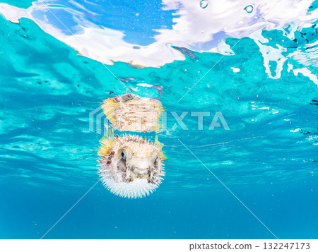 A half-surface shot of an inflating porcupine fish. Beautiful coral reefs and schools of tropical fish. Zamami Island and Amuro Island, Kerama Islands, Shimajiri District A half-surface shot of an inflating porcupine fish. Beautiful coral reefs and schools of tropical fish. Zamami Island and Amuro Island, Kerama Islands, Shimajiri District 132247173