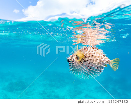 一隻正在膨脹的刺魨的半水面照片。美麗的珊瑚礁和成群的熱帶魚。島尻郡慶良間諸島座間味島和阿室島 132247180