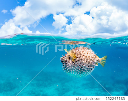 A half-surface shot of an inflating porcupine fish. Beautiful coral reefs and schools of tropical fish. Zamami Island and Amuro Island, Kerama Islands, Shimajiri District A half-surface shot of an inflating porcupine fish. Beautiful coral reefs and schools of tropical fish. Zamami Island and Amuro Island, Kerama Islands, Shimajiri District 132247183