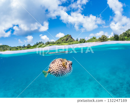 一隻正在膨脹的刺魨的半水面照片。美麗的珊瑚礁和成群的熱帶魚。島尻郡慶良間諸島座間味島和阿室島 132247189