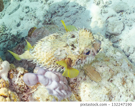 一隻正在膨脹的刺魨的半水面照片。美麗的珊瑚礁和成群的熱帶魚。島尻郡慶良間諸島座間味島和阿室島 132247190